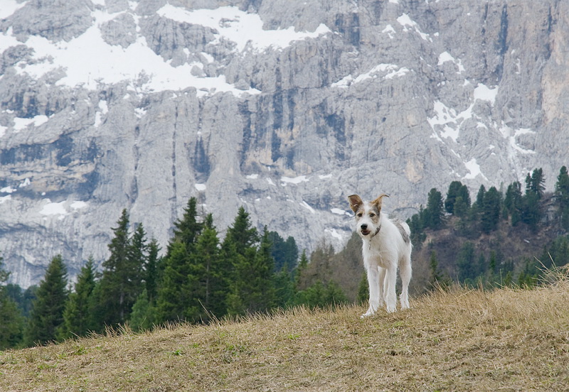 Südtirol D35_4678 als Smart-Objekt-1 Kopie.jpg - Felix testet gerade mal wieder unsere Geduld . Soll ich kommen oder nicht ?